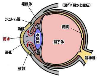 房水と眼圧