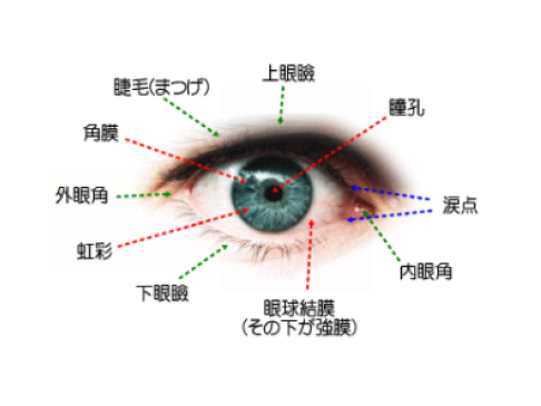 主な眼の病気