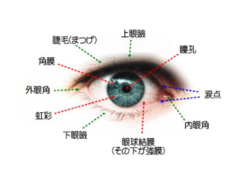 眼についての病気・基礎知識