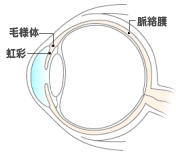 虹彩･毛様体・脈絡膜