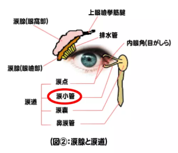 涙腺と涙道