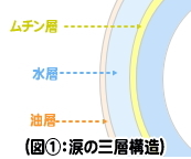 涙の三層構造