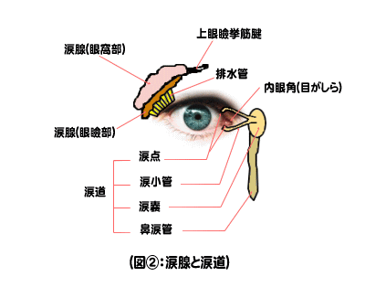 涙腺と涙道