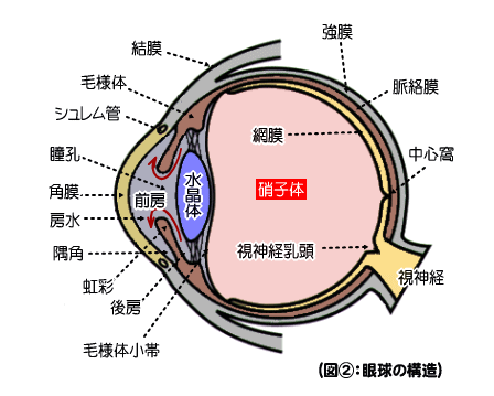 眼球の構造